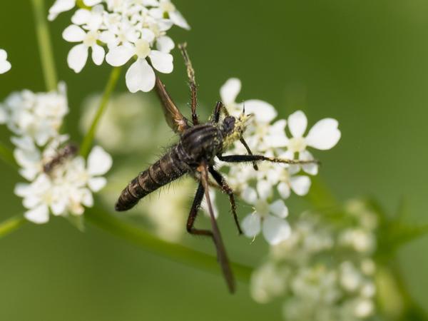 Grote dansvlieg (Empis tessellata)